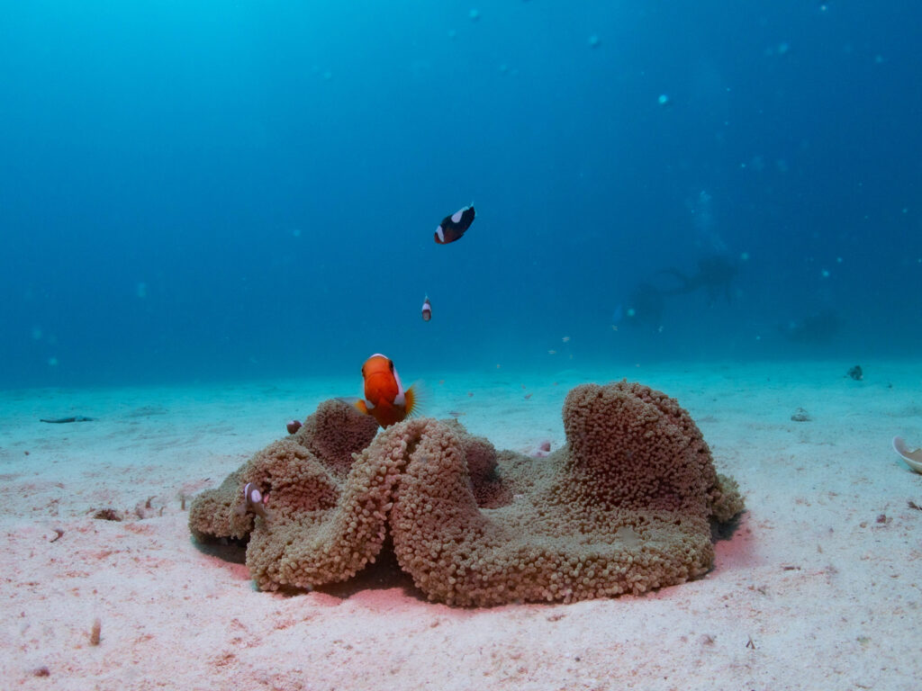 沖縄 ダイビングライセンス取得