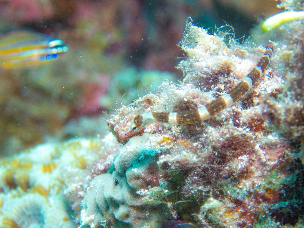 沖縄 ダイビングライセンス取得