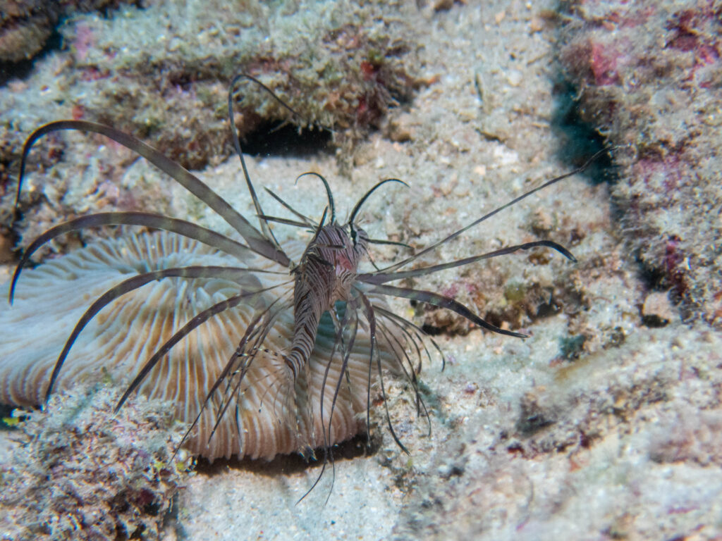 糸満 ダイビング