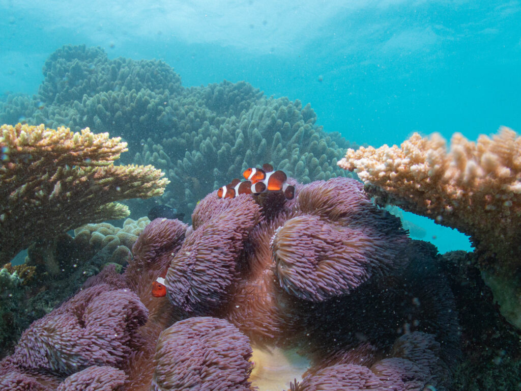 糸満 ダイビング