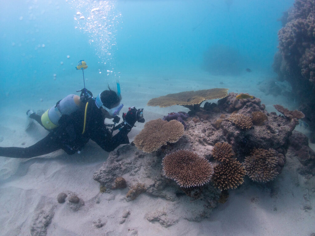 糸満 ダイビング