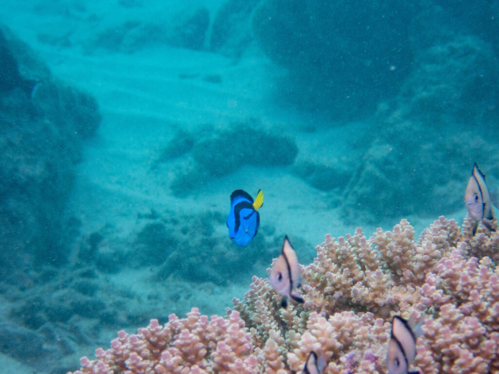 糸満 ダイビング