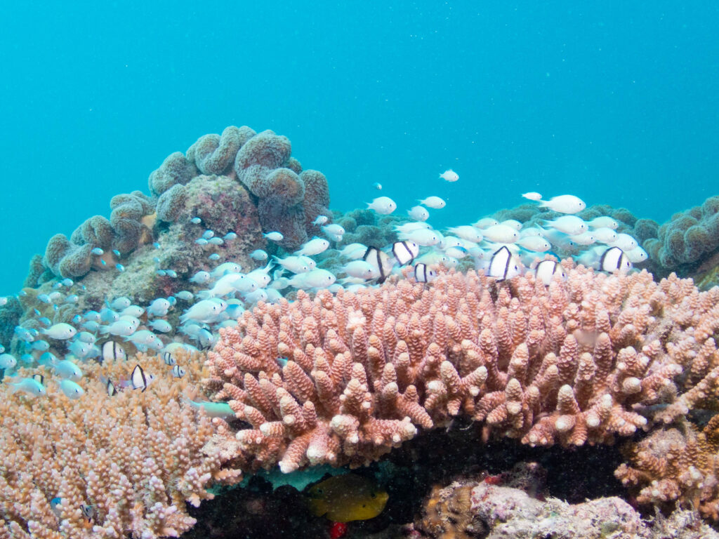 糸満 ダイビング