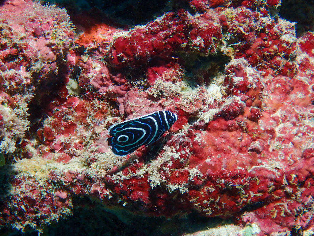 沖縄東海岸 ダイビング