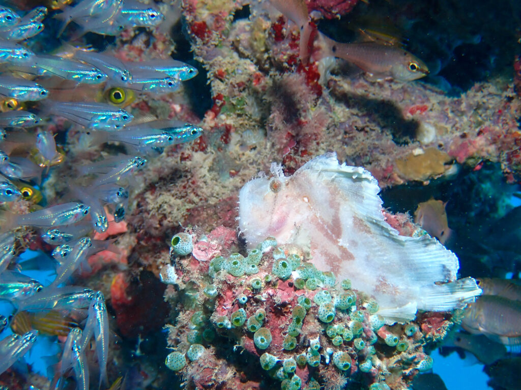 沖縄東海岸 ダイビング