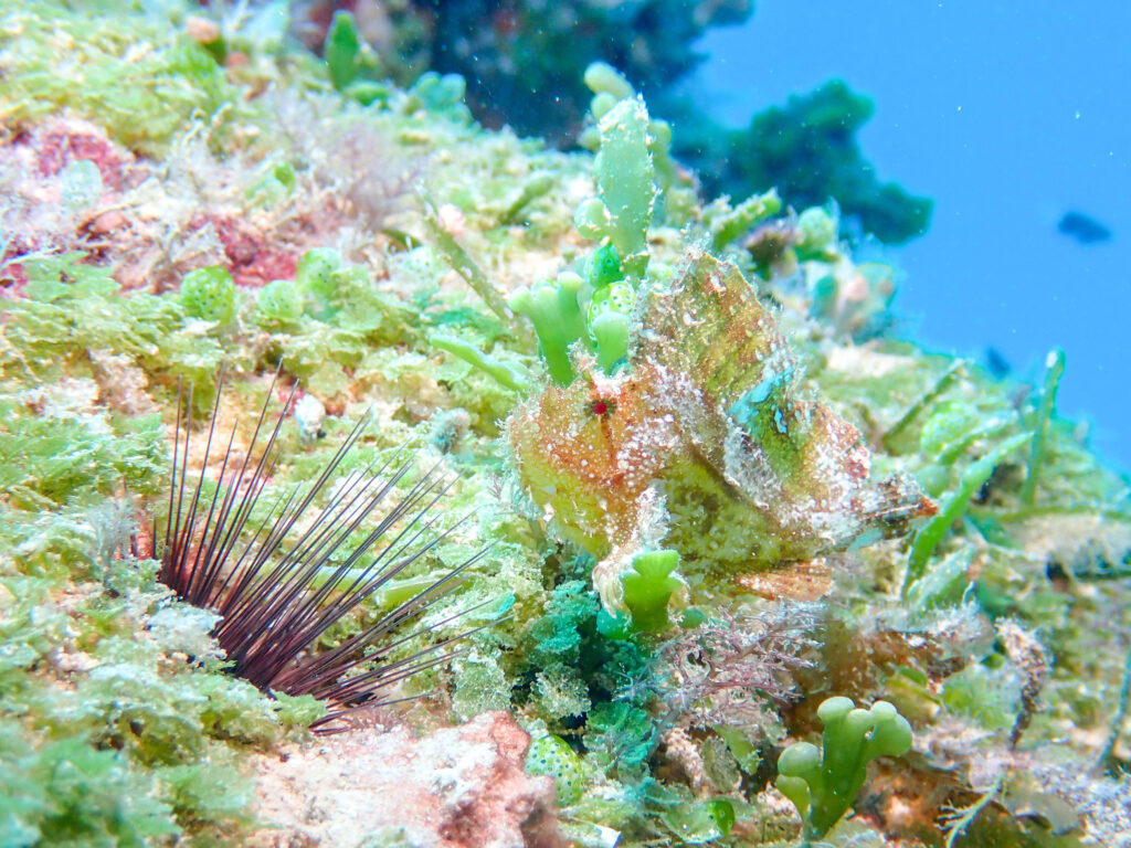 沖縄東海岸 ダイビング