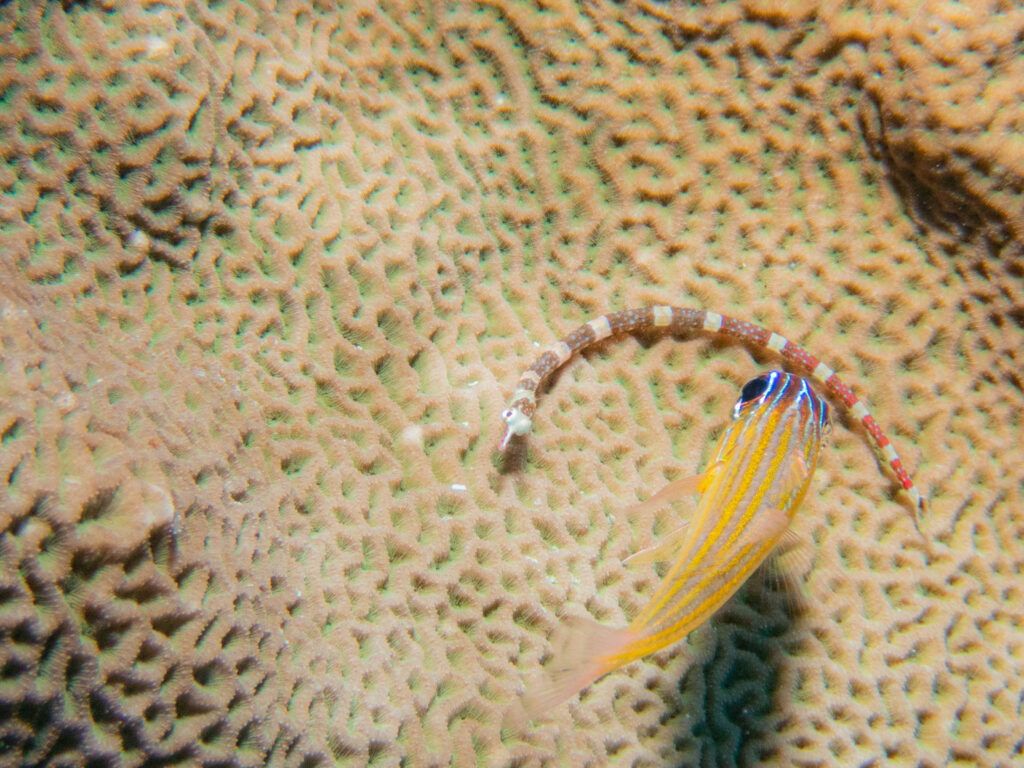 沖縄東海岸 ダイビング