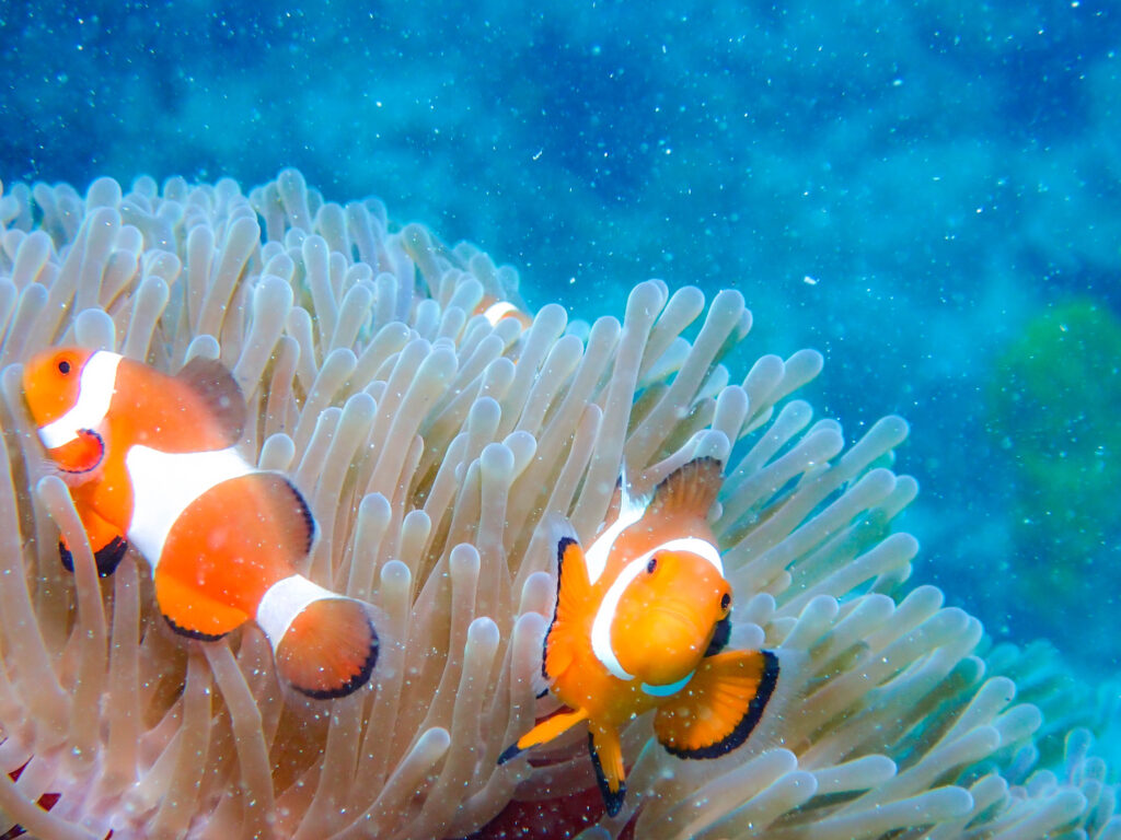 沖縄東海岸 ダイビング