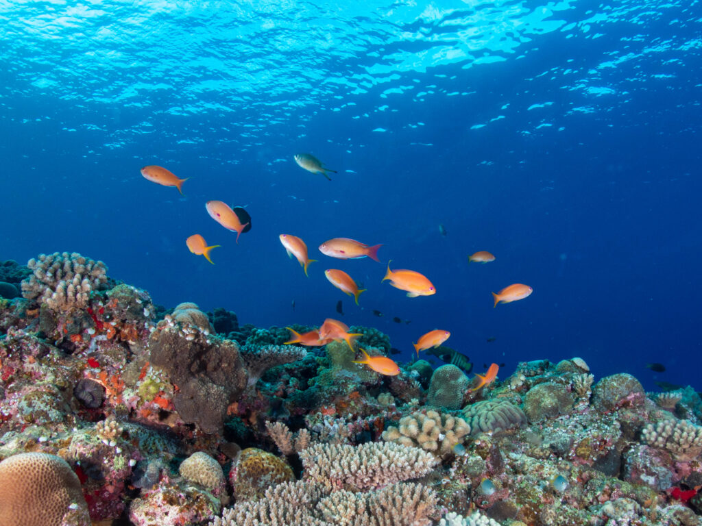 万座　ドリームホール