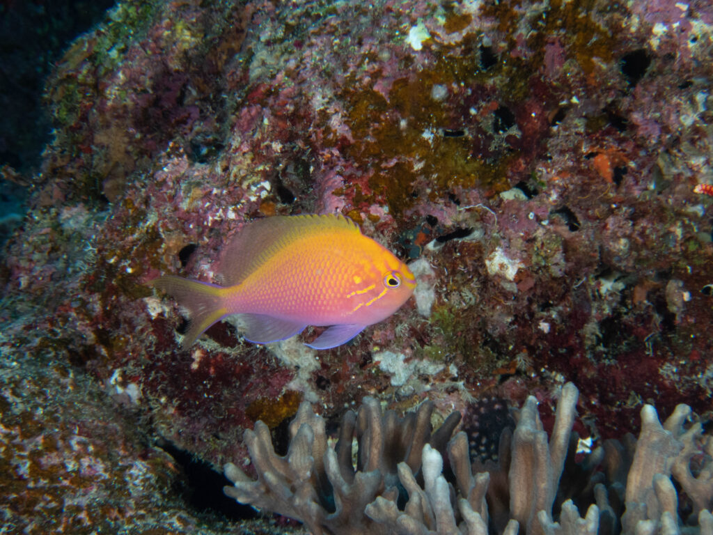 万座　ミニドリームホール