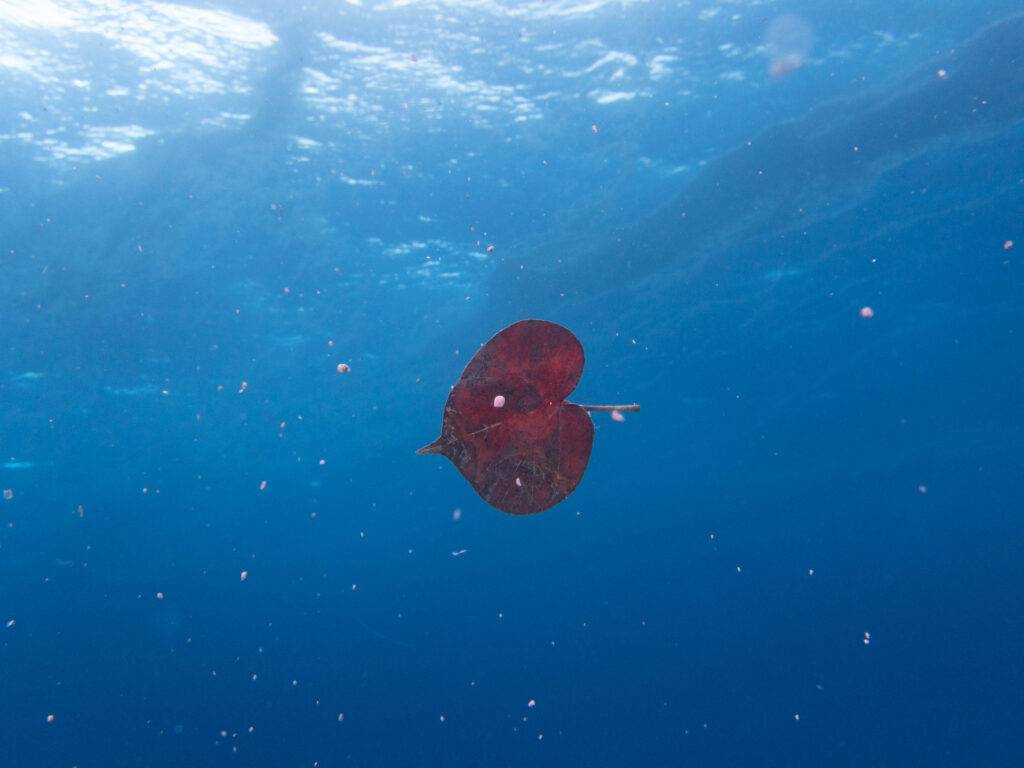 万座　ダイビング