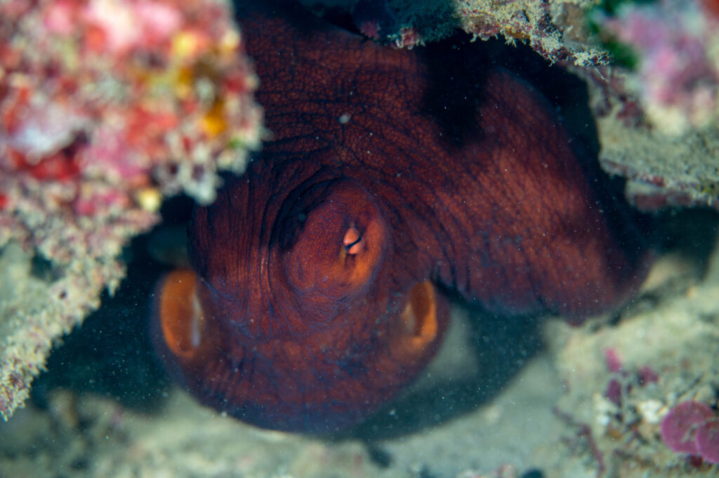 沖縄　ダイビング