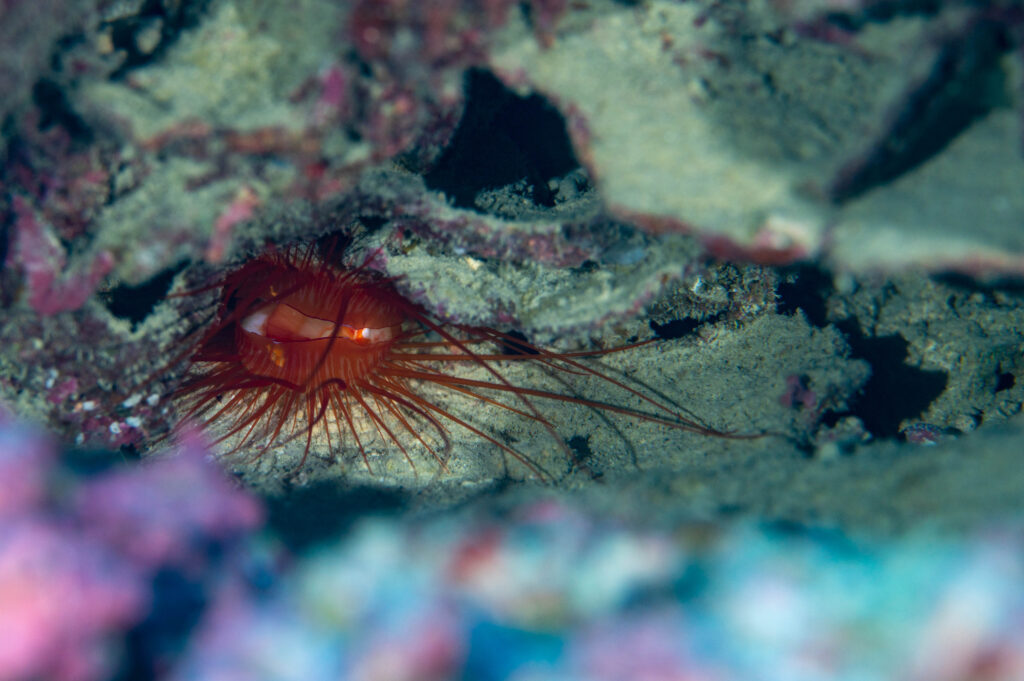 沖縄　ダイビング