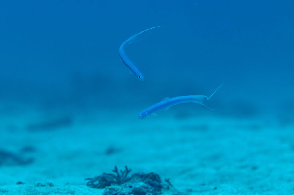 沖縄　ダイビング