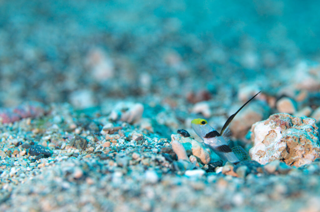 沖縄　ダイビング