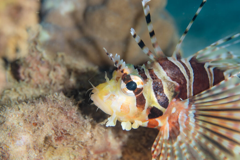 沖縄北部　フォトダイビング