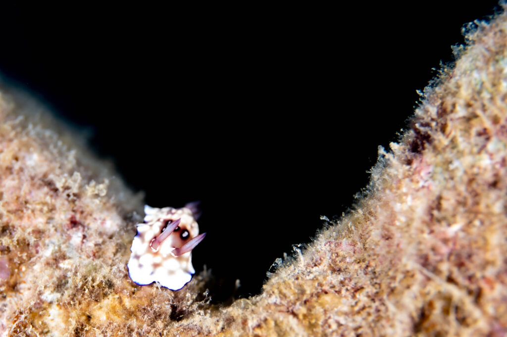 沖縄北部　フォトダイビング