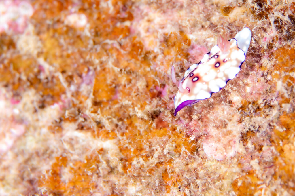 沖縄北部　フォトダイビング