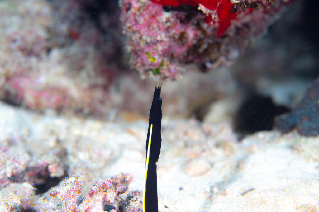 沖縄北部　フォトダイビング