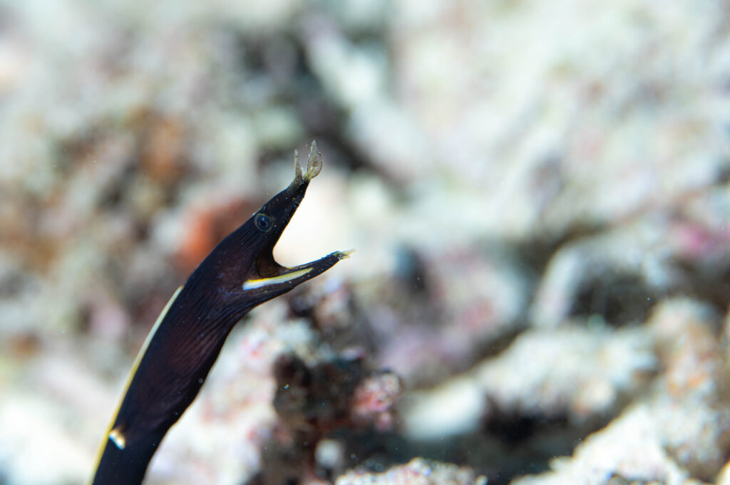 沖縄北部　フォトダイビング