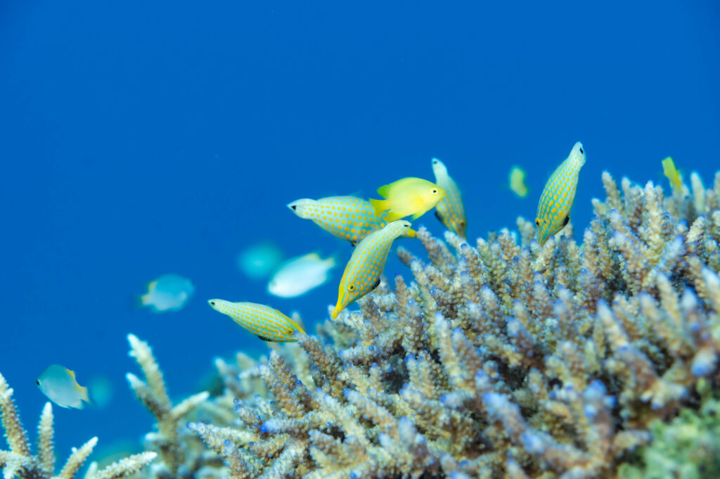 沖縄北部　フォトダイビング