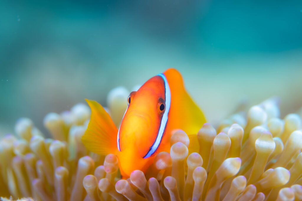 沖縄北部　フォトダイビング