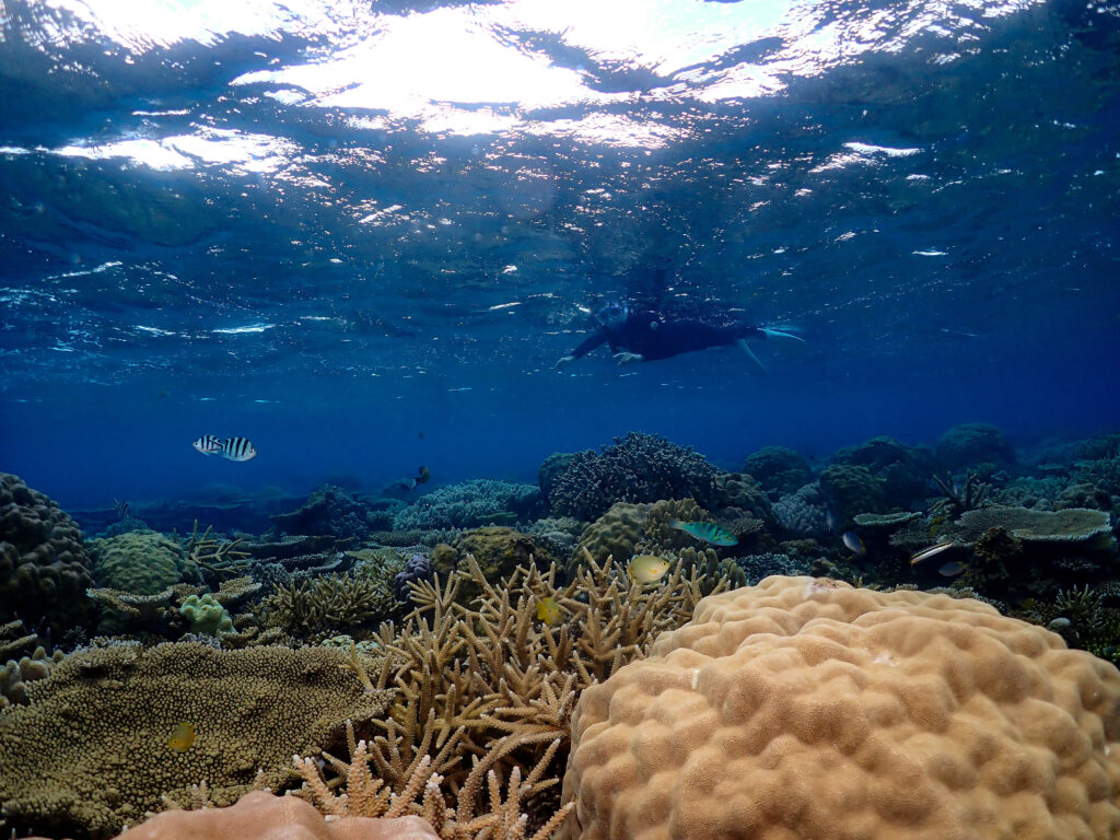 水納島 スキンダイビング