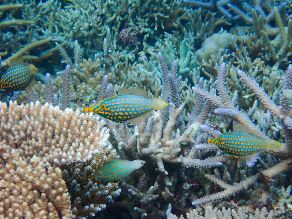 水納島 スキンダイビング