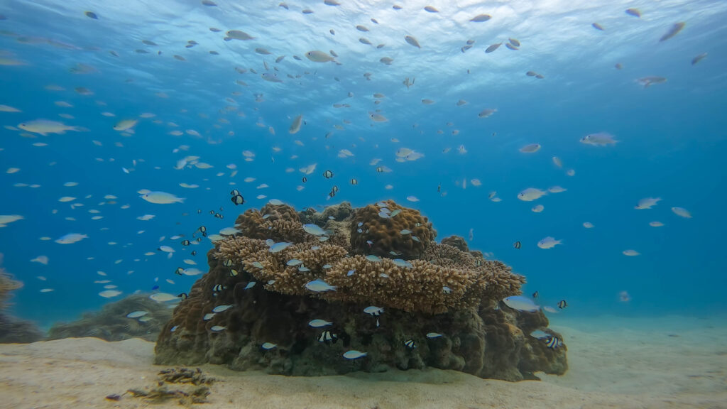 沖縄　ダイビング