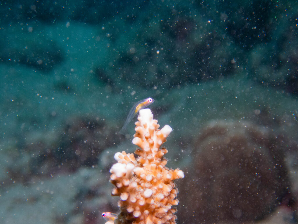 沖縄　ダイビング