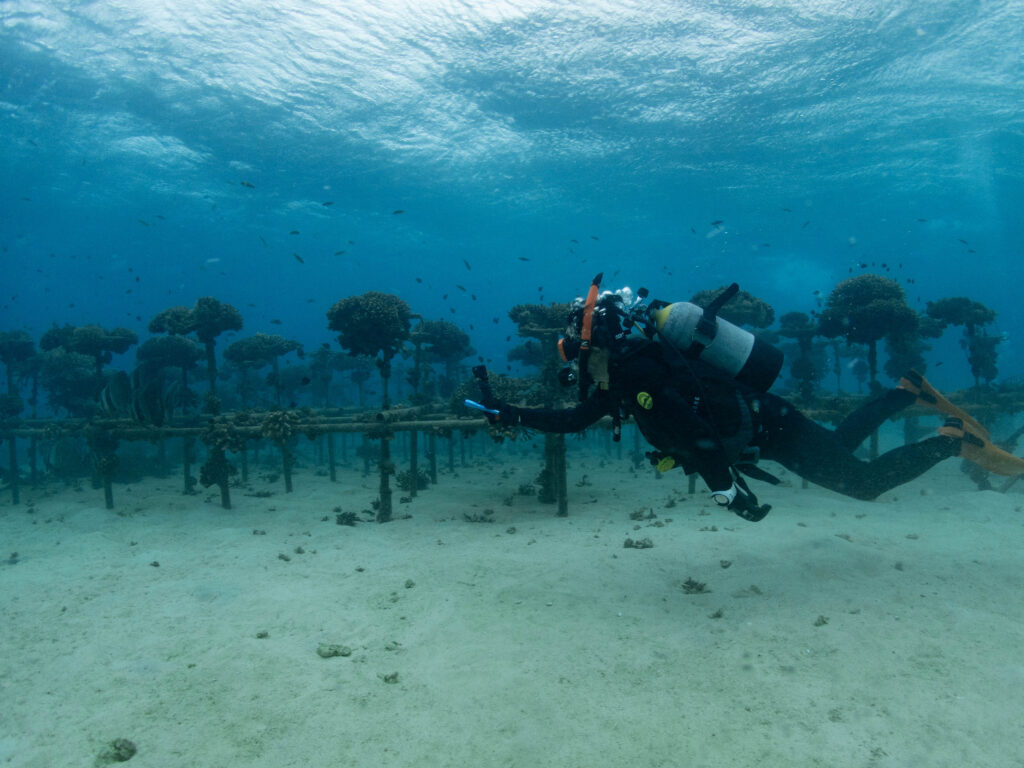 沖縄　ダイビング