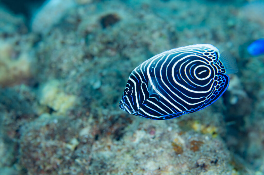 沖縄 タテジマキンチャクダイ