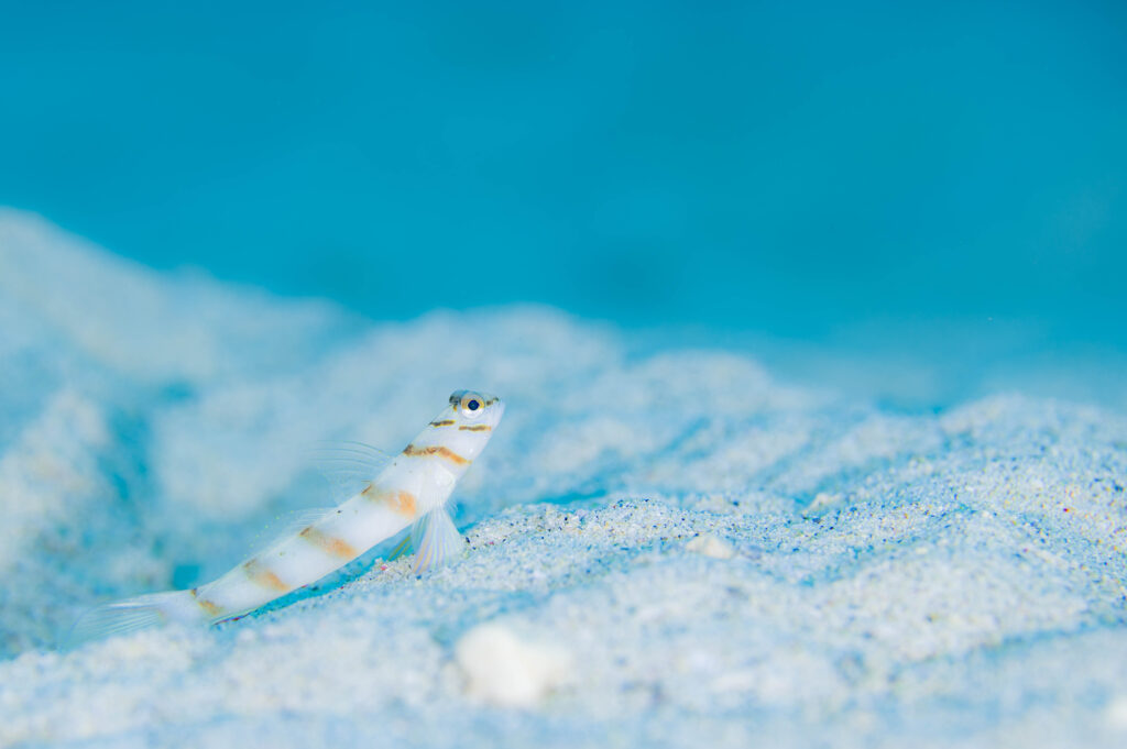 沖縄 ハチマキダテハゼ