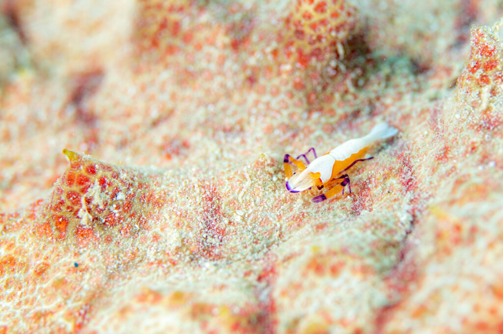 沖縄 ウミウシカクレエビ