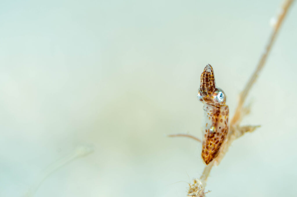 沖縄 アオリイカ