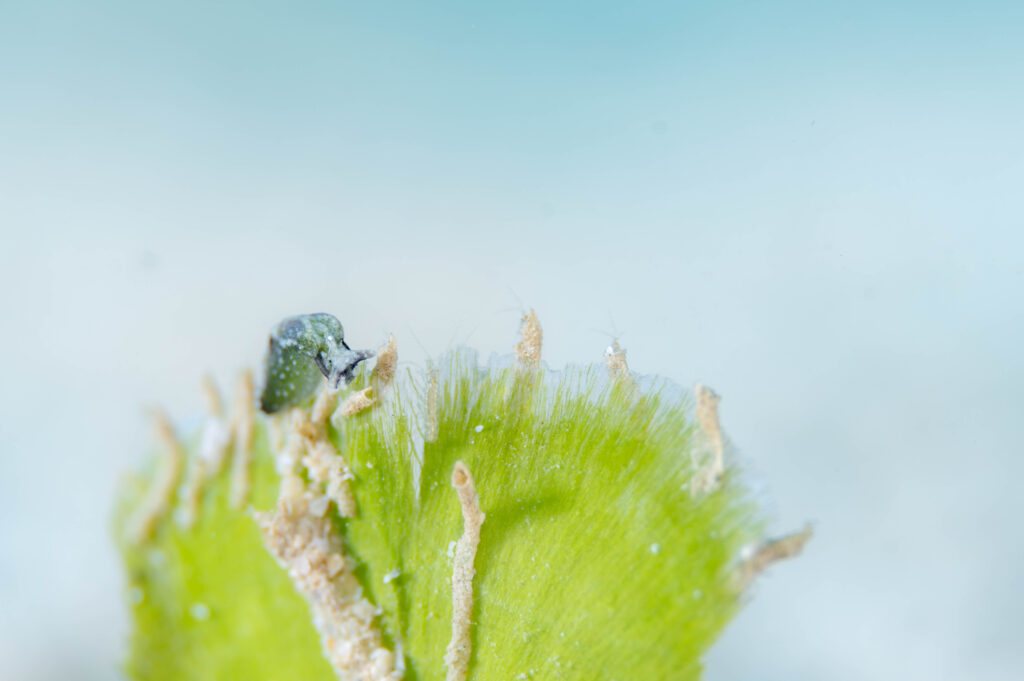沖縄 ミニマミドリガイ