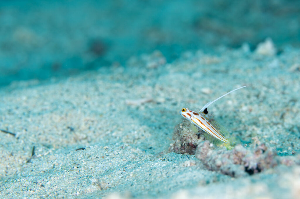 沖縄 ヤシャハゼ