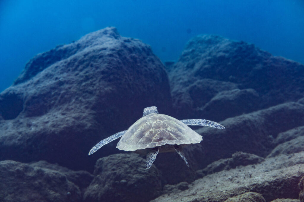 イシキリ ウミガメ