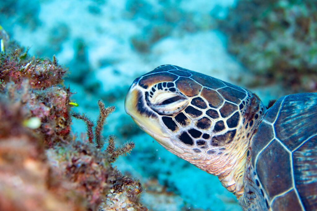 沖縄　ウミガメ