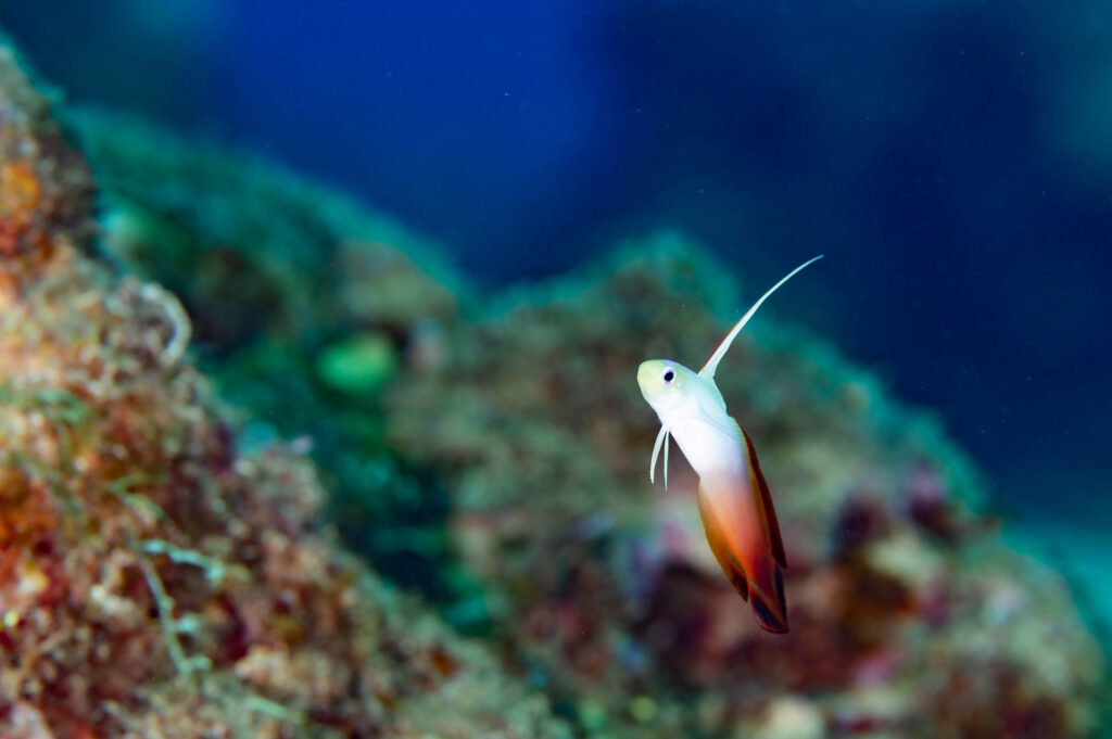 イシキリ　ダイビング