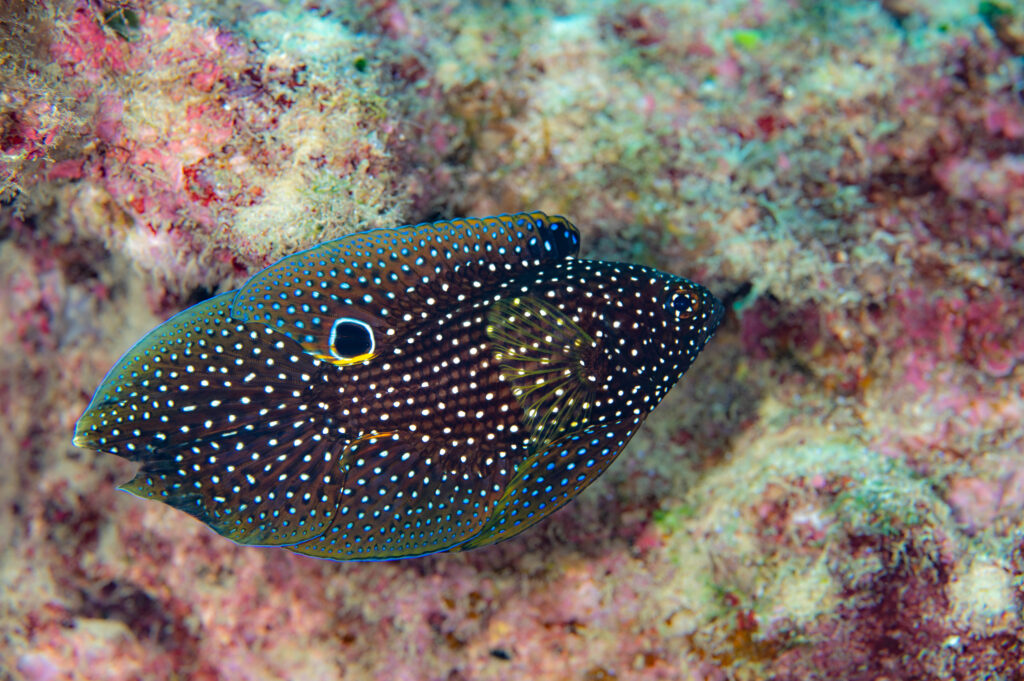 イシキリ　ダイビング