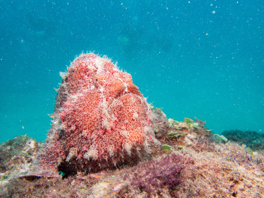 イシキリ　ダイビング