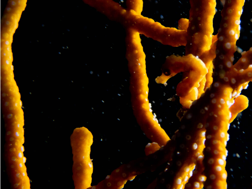 万座 ダイビング