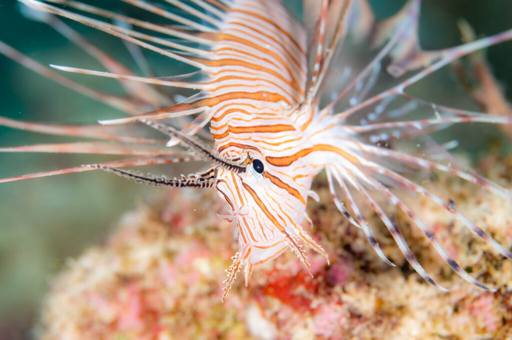 沖縄 ネッタイミノカサゴ