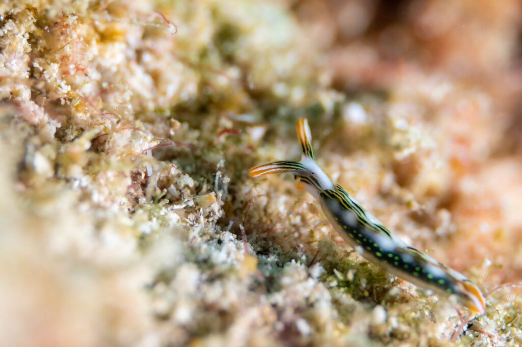 沖縄 ハナミドリガイ