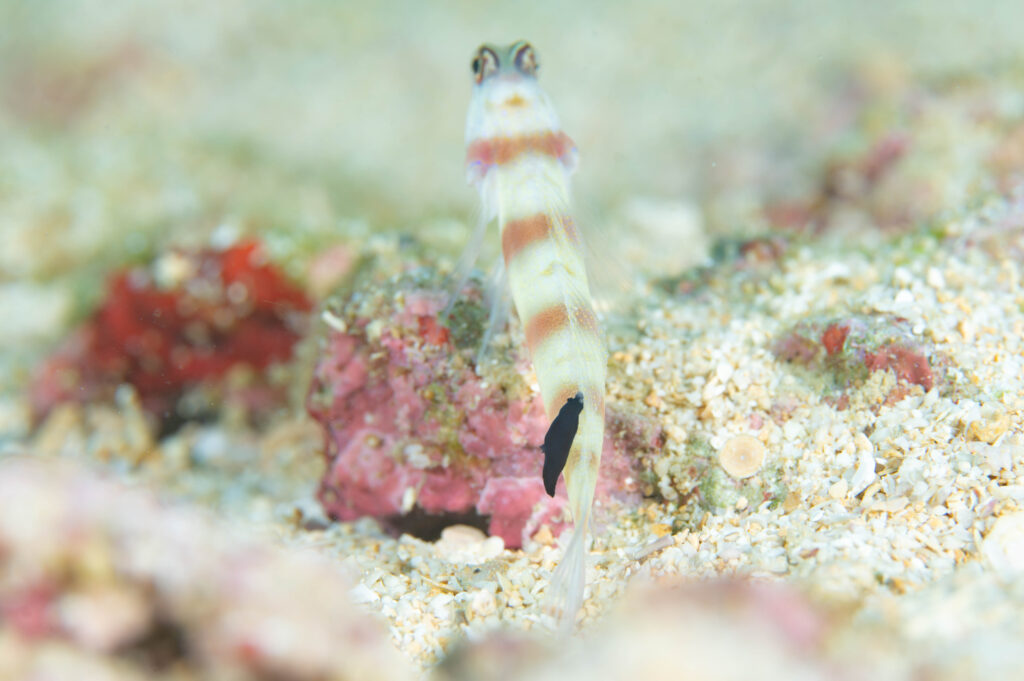 沖縄 スミゾメキヌハダウミウシ