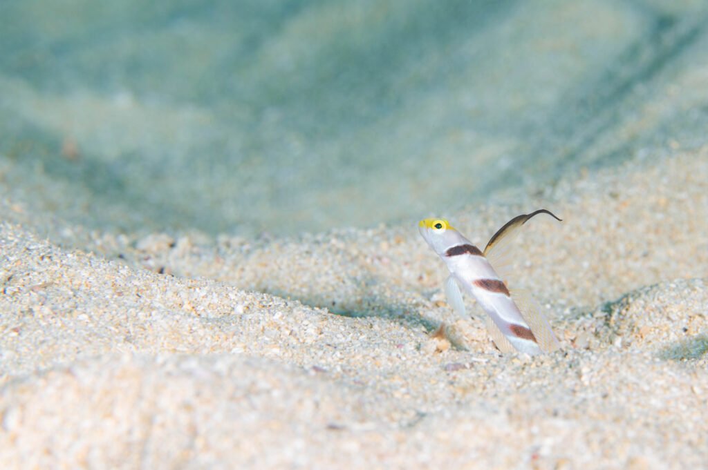 沖縄 ヒレナガネジリンボウ