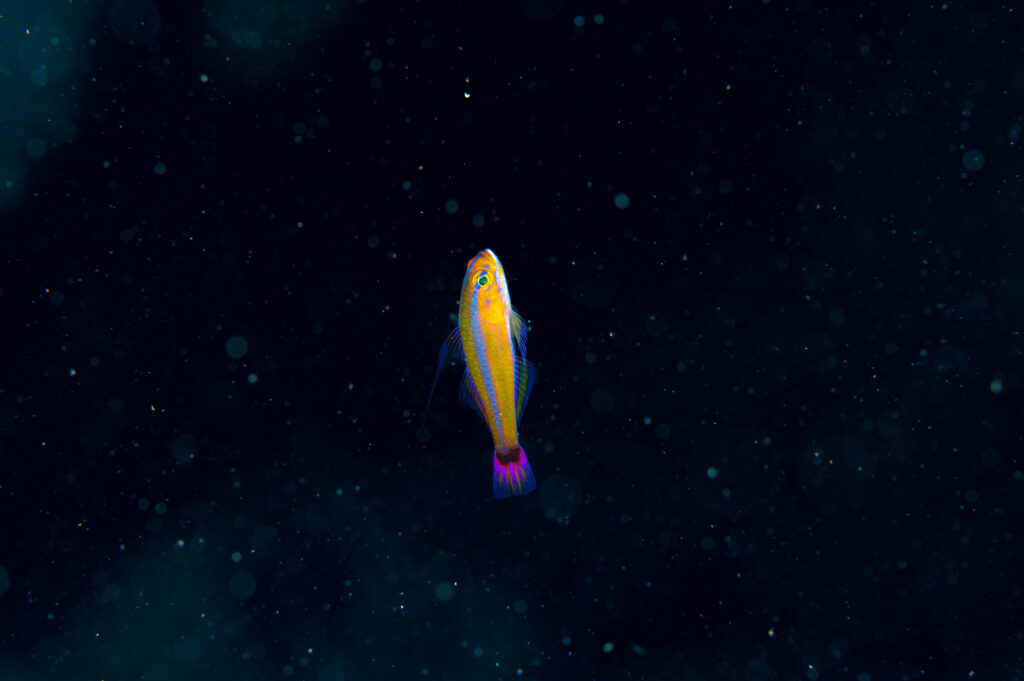 沖縄 アオギハゼ