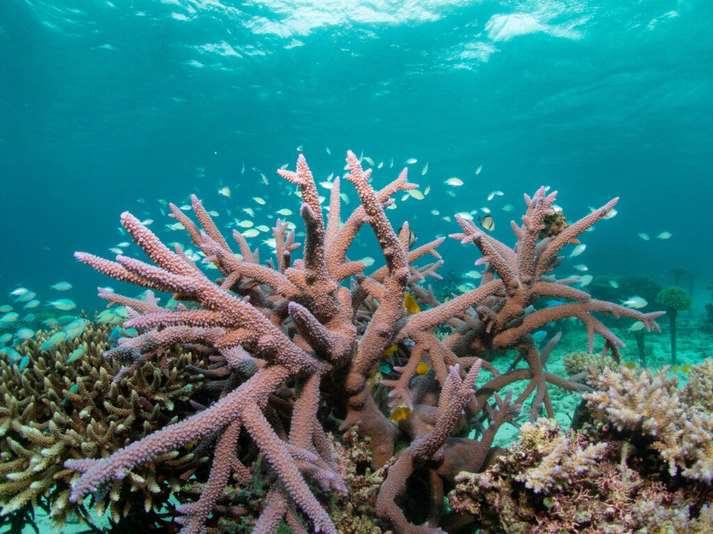 恩納村 サンゴの養殖場