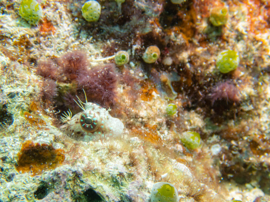 恩納村 シマギンポ